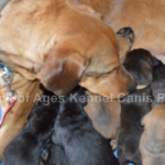 Fighting Canine Mastitis, The crucial 48