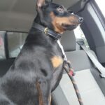 minpinpagebruno