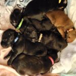 nikimandopups